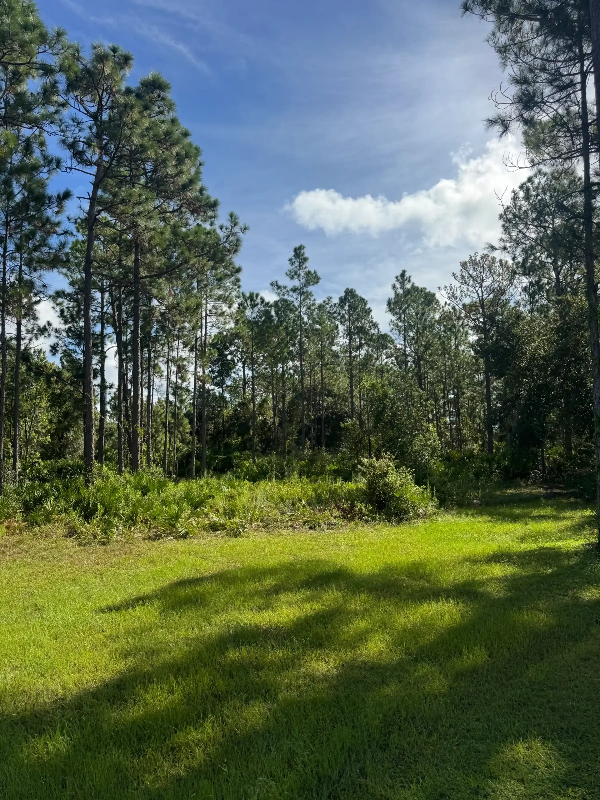 Wooded East Texas property with mature pine trees before professional land clearing and site preparation